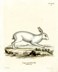 Lièvre des montagnes