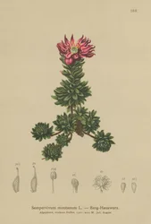 Joubarbe des montagnes (Sempervivum montanum)