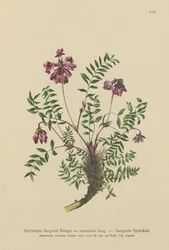 Astragale des montagnes (Oxytropis Jacquini)