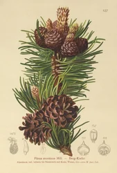 Pin des montagnes (Pinus montana, Pinus mugo)