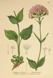 Valériane des montagnes (Valeriana montana)