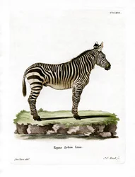 Zèbre de montagne