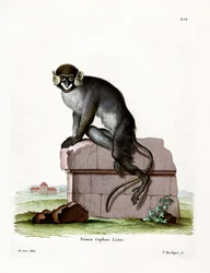 Guenon à moustaches