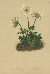 Anémone de Baldo