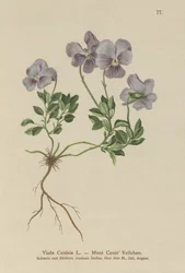 Pensée du Mont Cenis (Viola Cenisia)