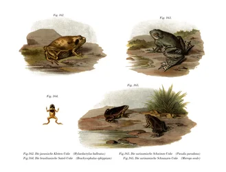 Crapaud à bouche étroite de Müller