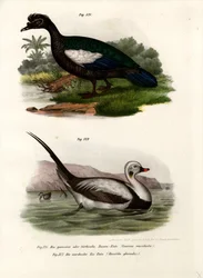 Canard musqué, 1864