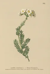 Achillée musquée (Achillea moschata, Achillea erba-rotta ssp. moschata)