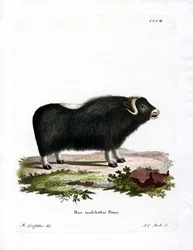 Bœuf musqué