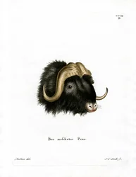 Tête de bœuf musqué