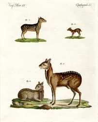 Animaux musqués
