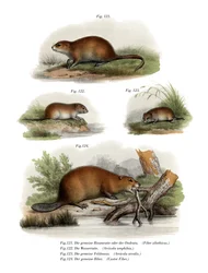 Rat musqué, 1860