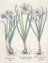 Narcisses : 1.Narcissus maximus medio purpureus ; 2.Narcissus medio luteus ; 3.Narcissus medio purpureus, du Hortus Eystettensis par Basil Besler (1561-1629), pub. 1613