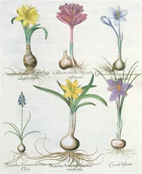 Narcisses, crocus et jacinthe, du Hortus Eystettensis par Basil Besler