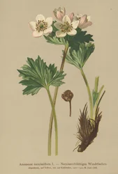 Anémone narcisse