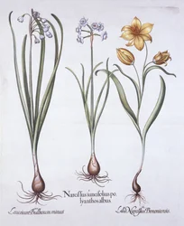 Narcisse, tulipe et nivéole d
