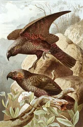 Perroquet Nestor, planche de "Brehms Tierleben: Allgemeine Kunde des Tierreichs", vol.5, p.382, publié par Bibliographisches Institut