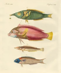 Poissons nouvellement découverts