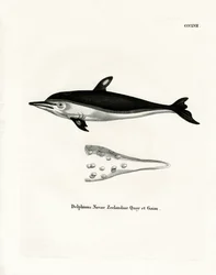 Dauphin de Nouvelle-Zélande