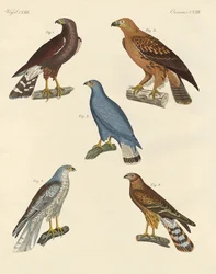 Nouveaux oiseaux de proie connus