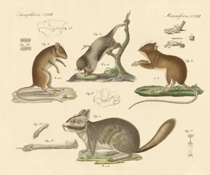 Nouveaux rongeurs