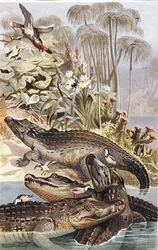 Crocodile du Nil, planche de "Brehms Tierleben: Allgemeine Kunde des Tierreichs", vol.7, p.504, publié par Bibliographisches Institut
