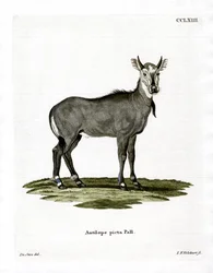 Nilgaut