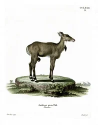 Nilgaut