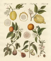 Nobles fruits tropicaux