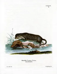 Loutre d