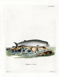 Baleine à bec commune
