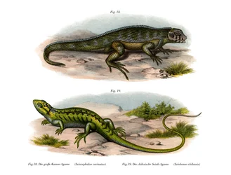 Lézard à queue bouclée du Nord