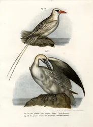 Fou de Bassan, 1864