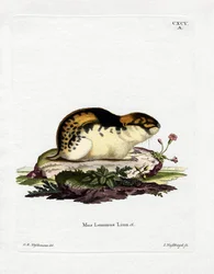 Lemming de Norvège