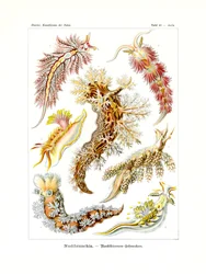 Nudibranchia, 1899-1904