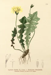 Laitue fétide