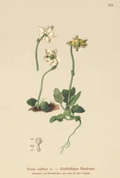 Pyrole uniflore (Pirola uniflora, Pyrola uniflora, Moneses uniflora, Monesis uniflora)