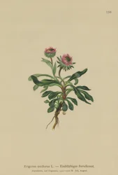 Vergerette à une fleur (Erigeron uniflorus)