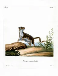 Souris opossum