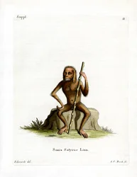 Orang-Outan