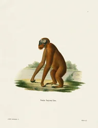 Orang-Outan