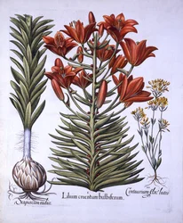 Lys orange avec bulbilles et bulbes, Blackstoria tardive, de Hortus Eystettensis, par Basil Besler, pub. 1613