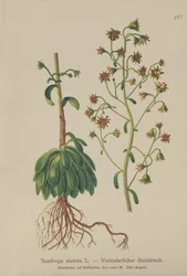 Saxifrage orangée (Saxifraga mutata)