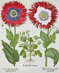 Pavots ornementaux, du Hortus Eystettensis par Basil Besler (1561-1629), pub. 1613