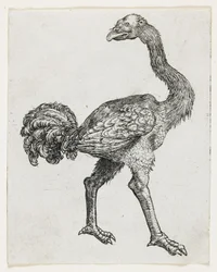 Autruche