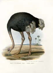 Autruche, 1864