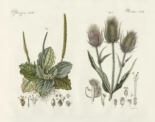 Plantes remarquables