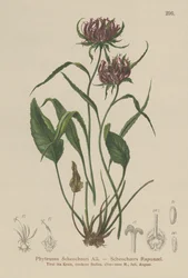 Raiponce de Scheuchzer