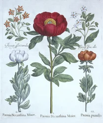 Pivoines et bourrache, de Hortus Eystettensis, par Basil Besler (1561-1629), pub. 1613