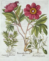 Pivoine, hysope des haies et oseille des moutons, de Hortus Eystettensis, par Basil Besler (1561-1629), pub. 1613